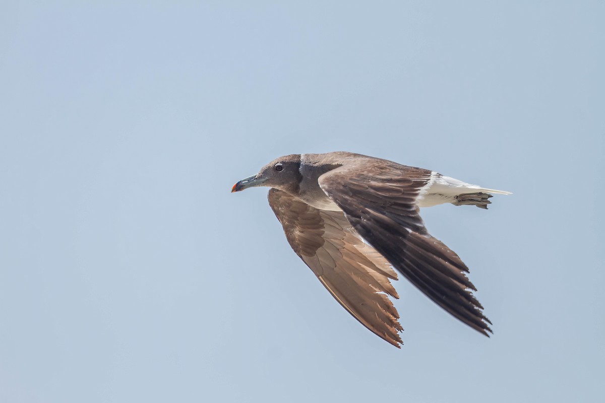 Sooty Gull - ML637910625
