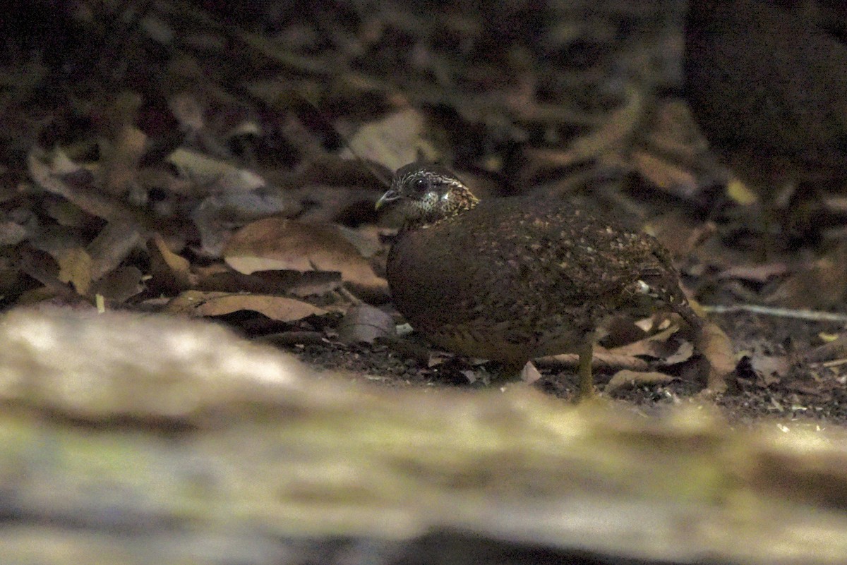 Scaly-breasted Partridge (Green-legged) - ML637910628