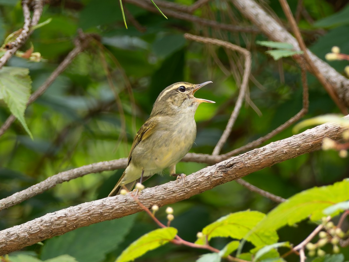 Large-billed Leaf Warbler - ML637910638