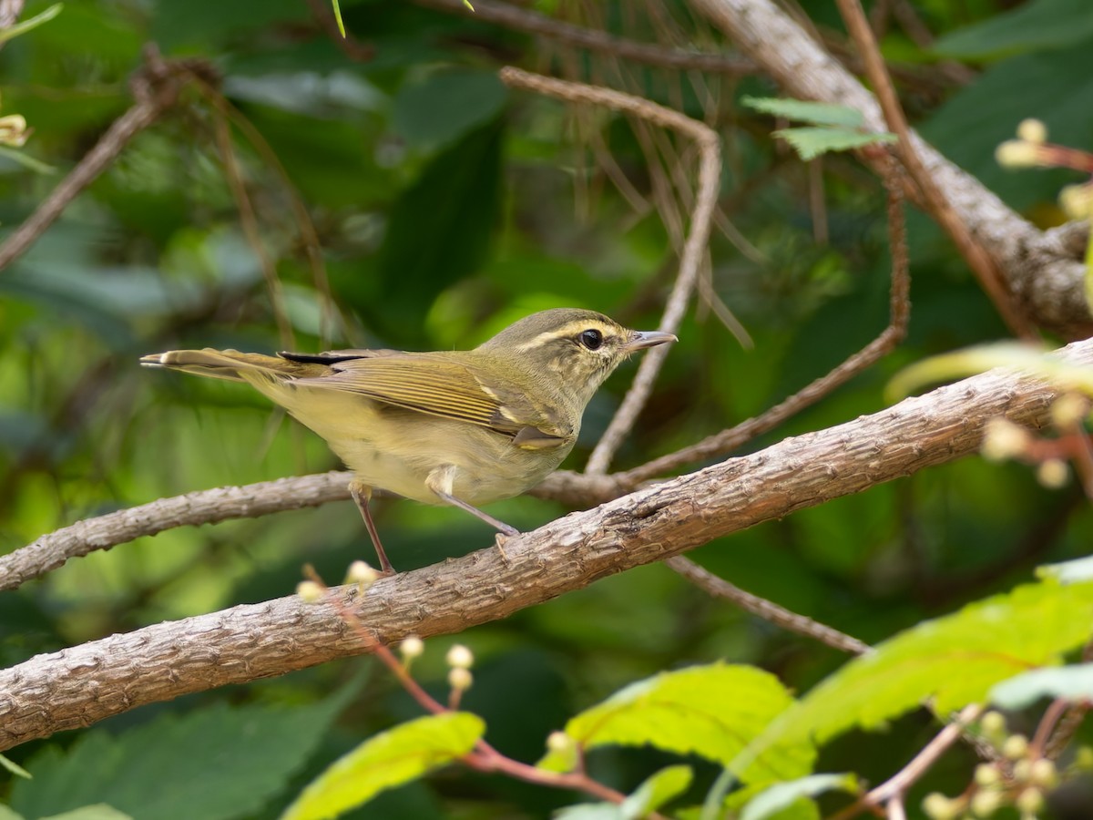 Large-billed Leaf Warbler - ML637910639