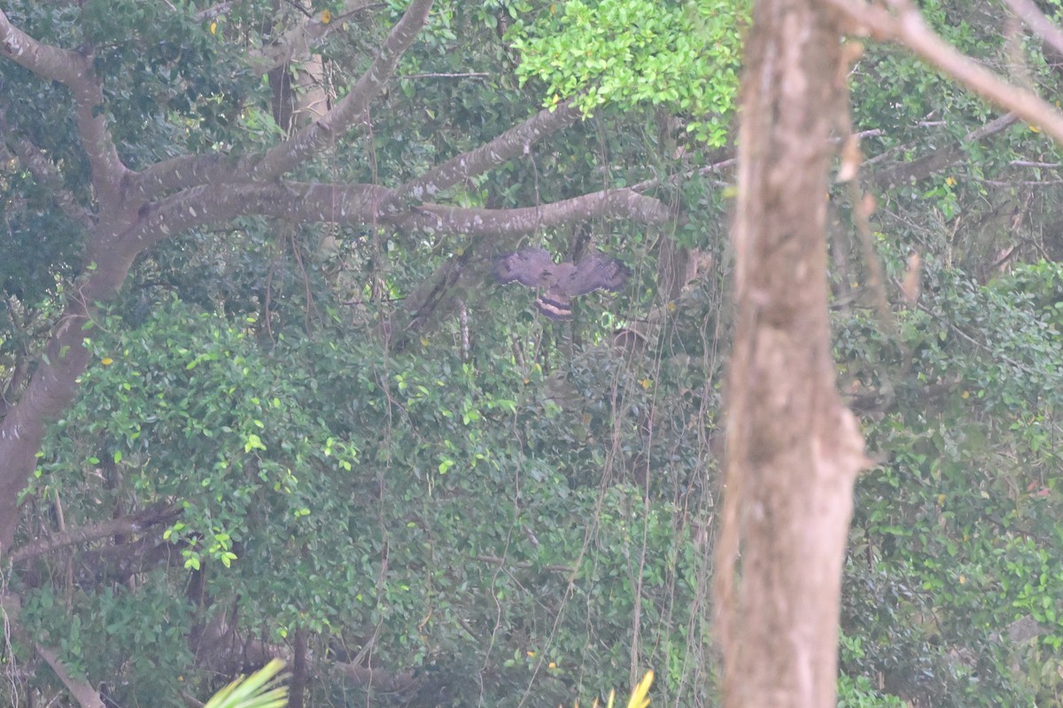Andaman Wood-Pigeon - ML637910698