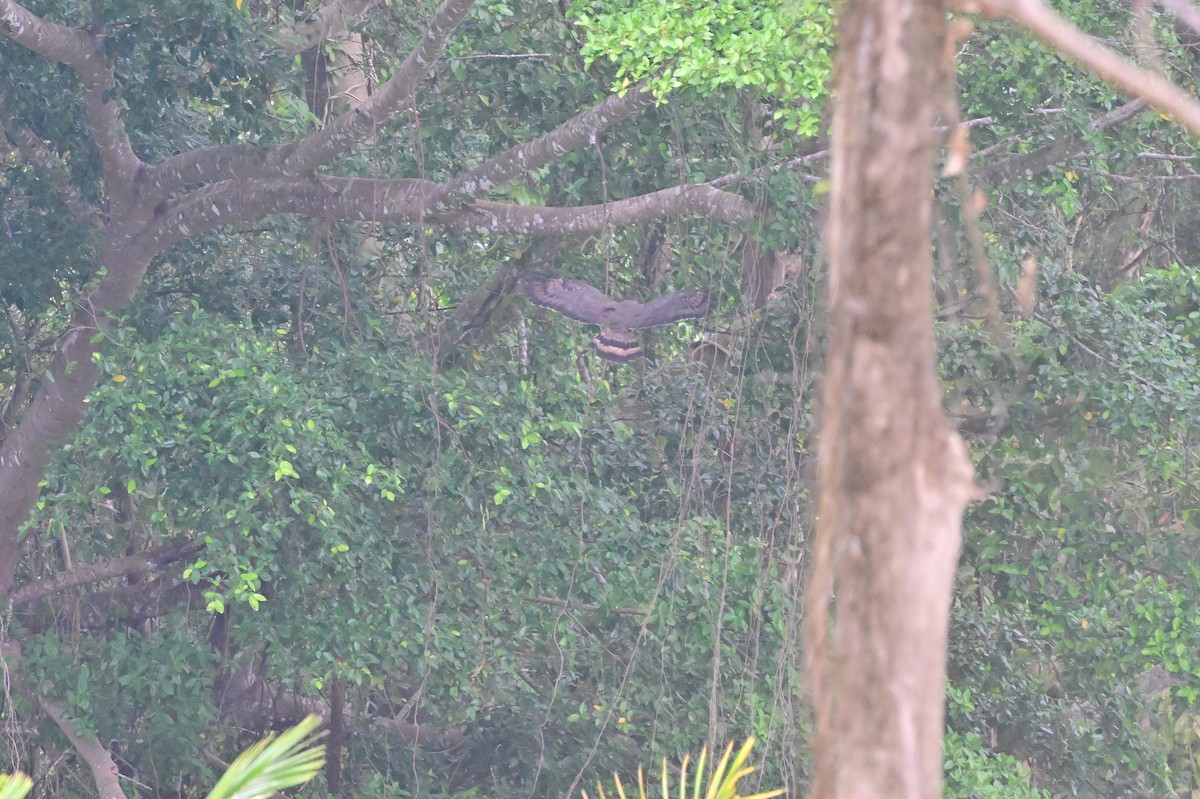 Andaman Wood-Pigeon - ML637910699