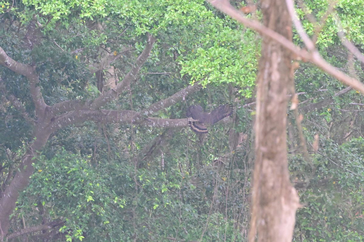 Andaman Wood-Pigeon - ML637910701