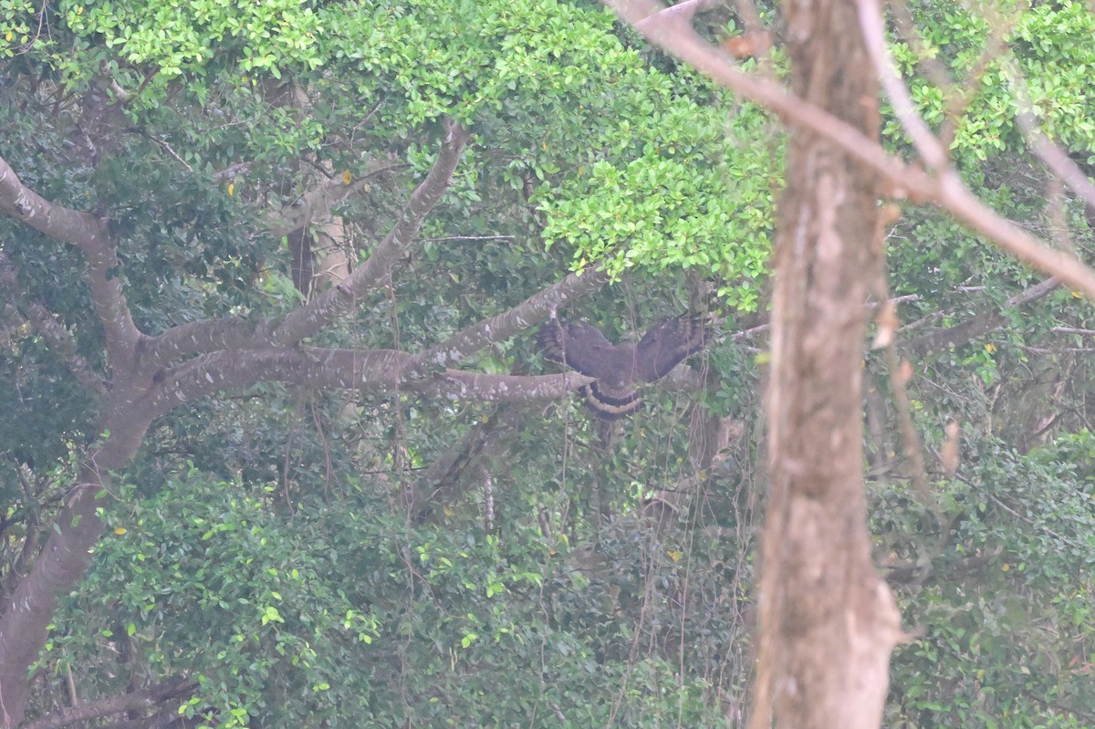 Andaman Wood-Pigeon - ML637910702