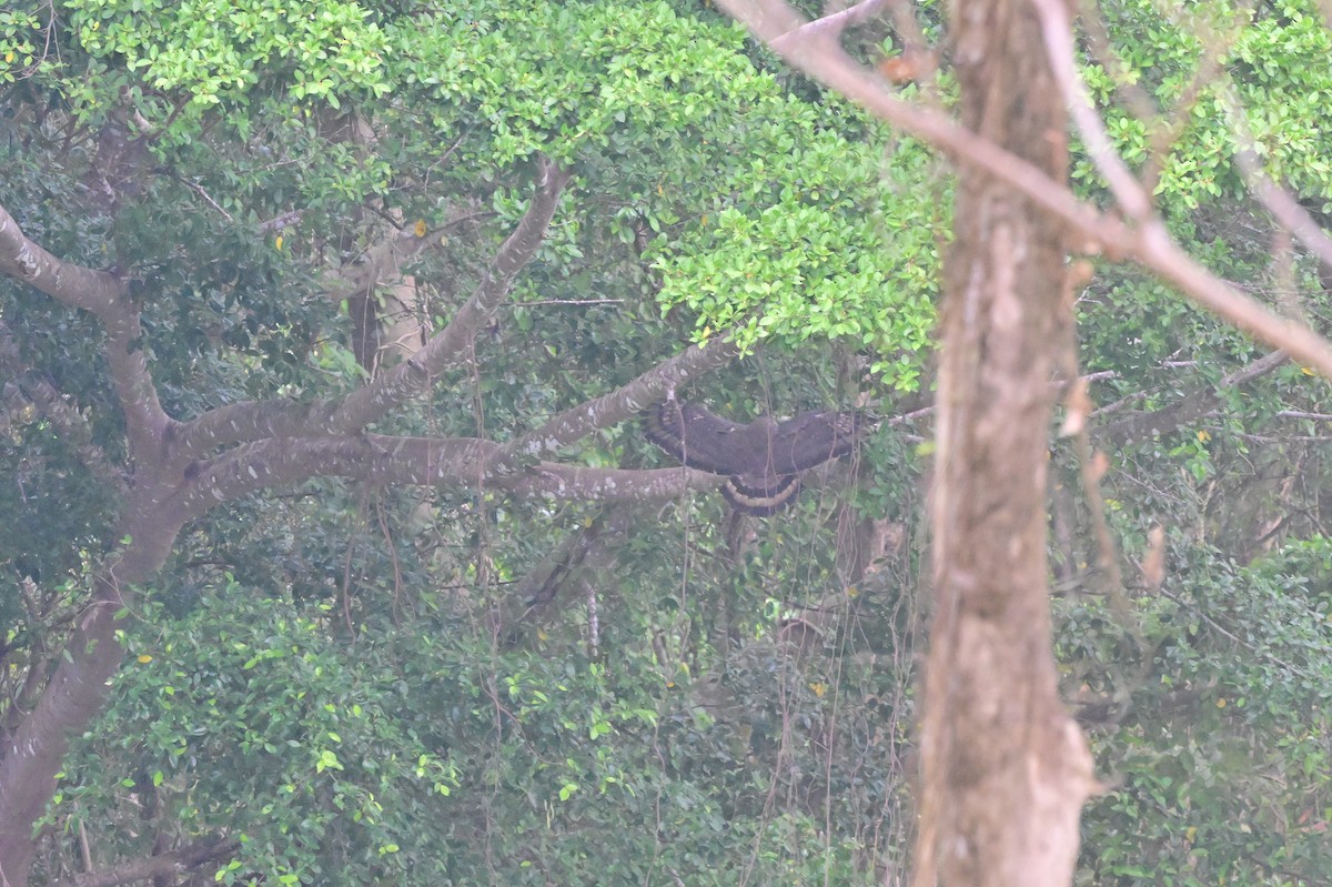 Andaman Wood-Pigeon - ML637910703