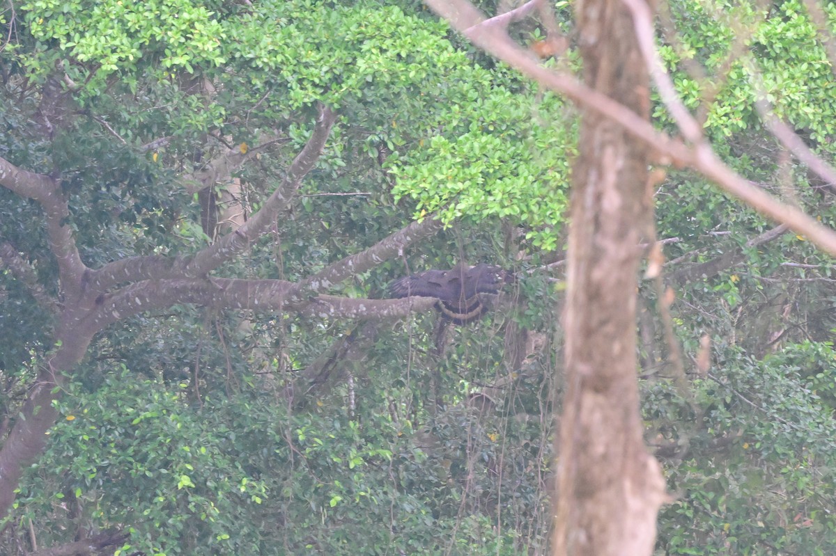 Andaman Wood-Pigeon - ML637910704