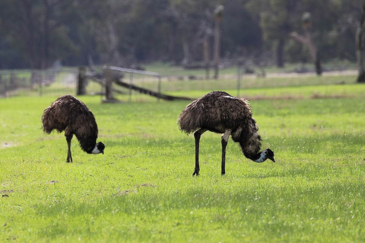 Emu - ML637910714