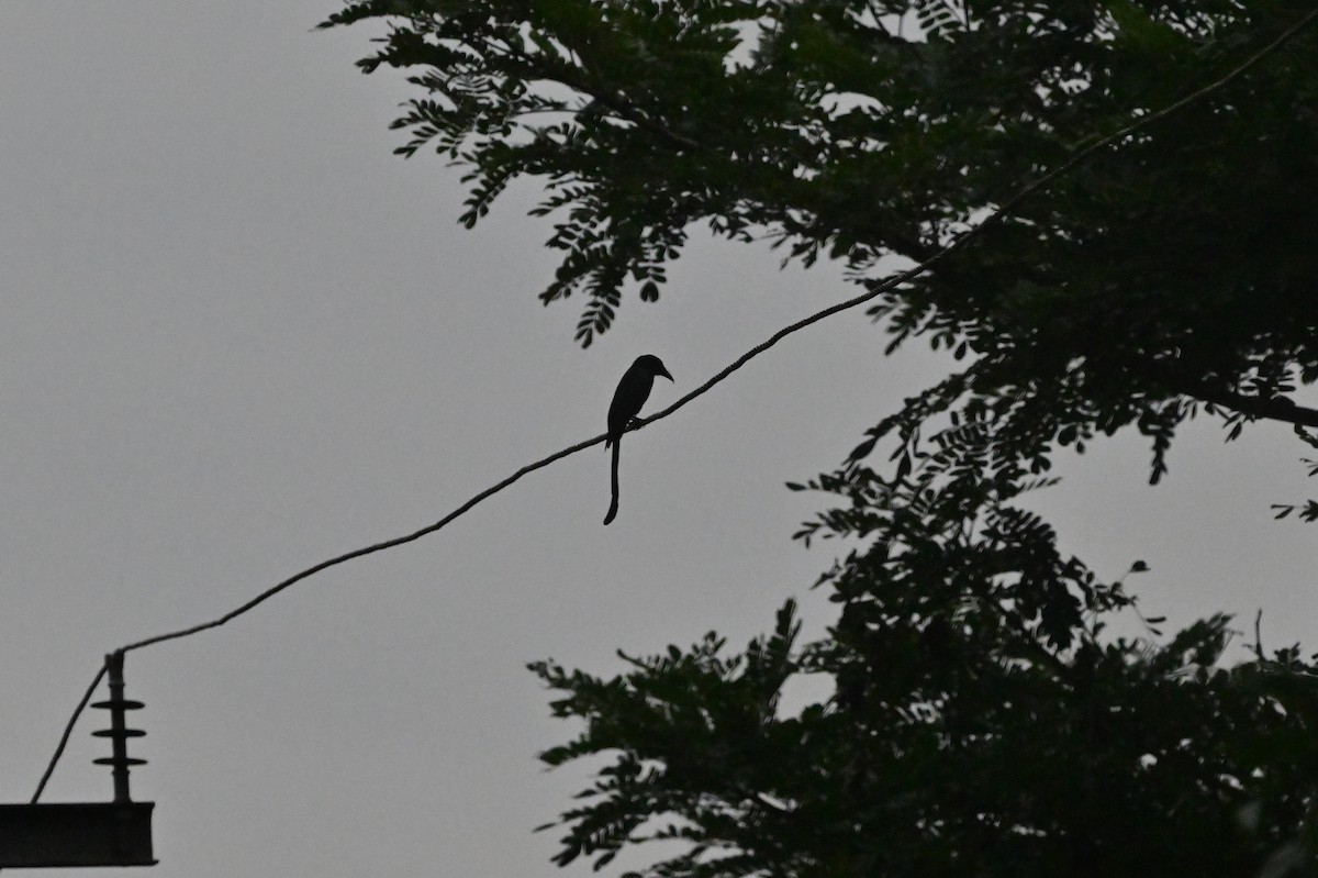 Andaman Drongosu - ML637910718