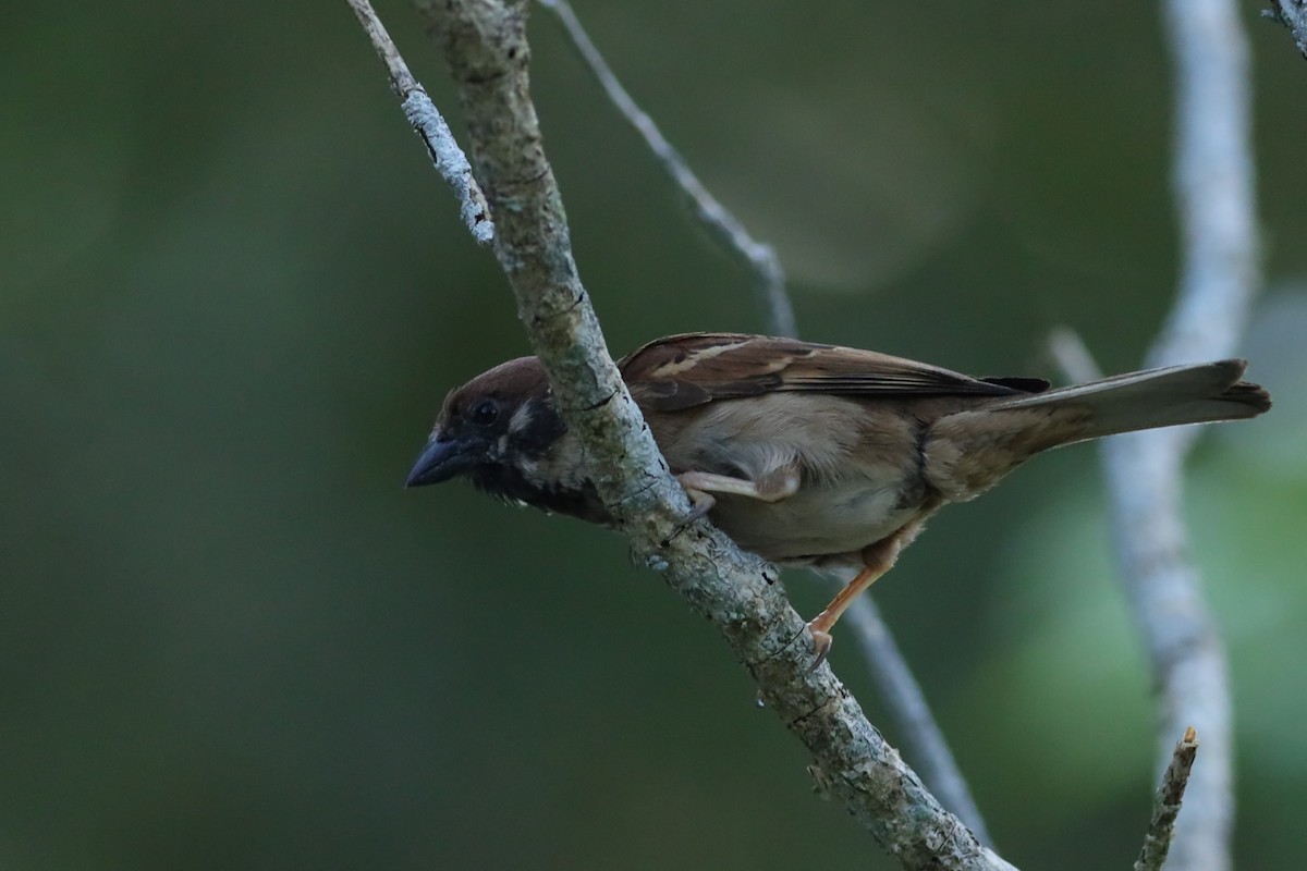 Eurasian Tree Sparrow - ML637910724
