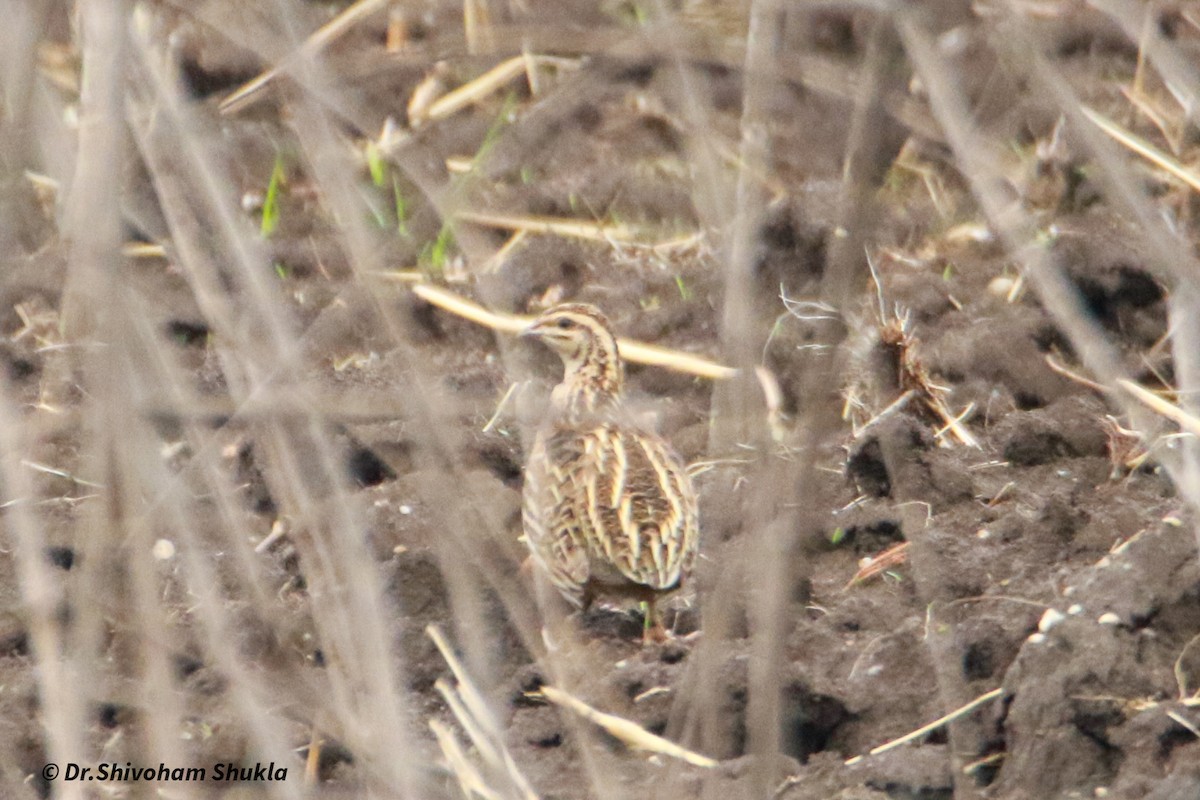 Rain Quail - ML637910738