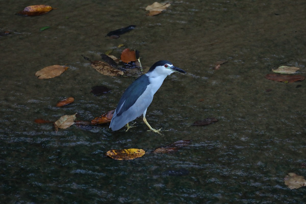 Black-crowned Night Heron - ML637910781