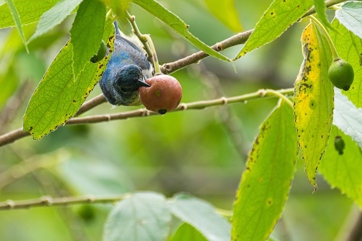 Cambodian Flowerpecker - ML637910783