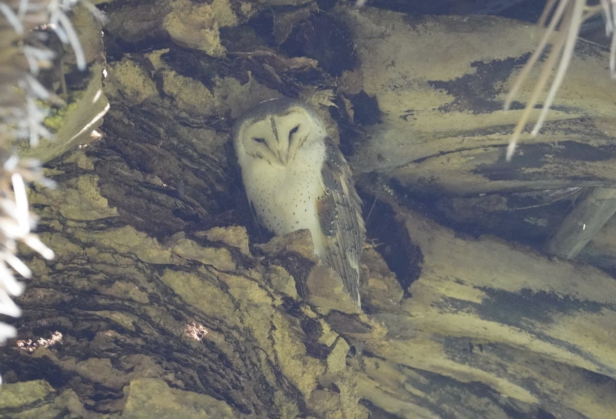 Eastern Barn Owl - ML637910792