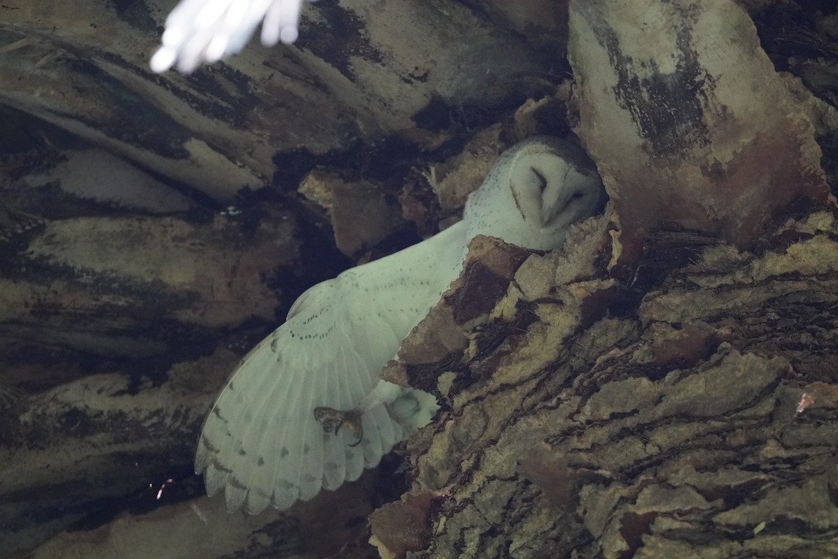 Eastern Barn Owl - ML637910793