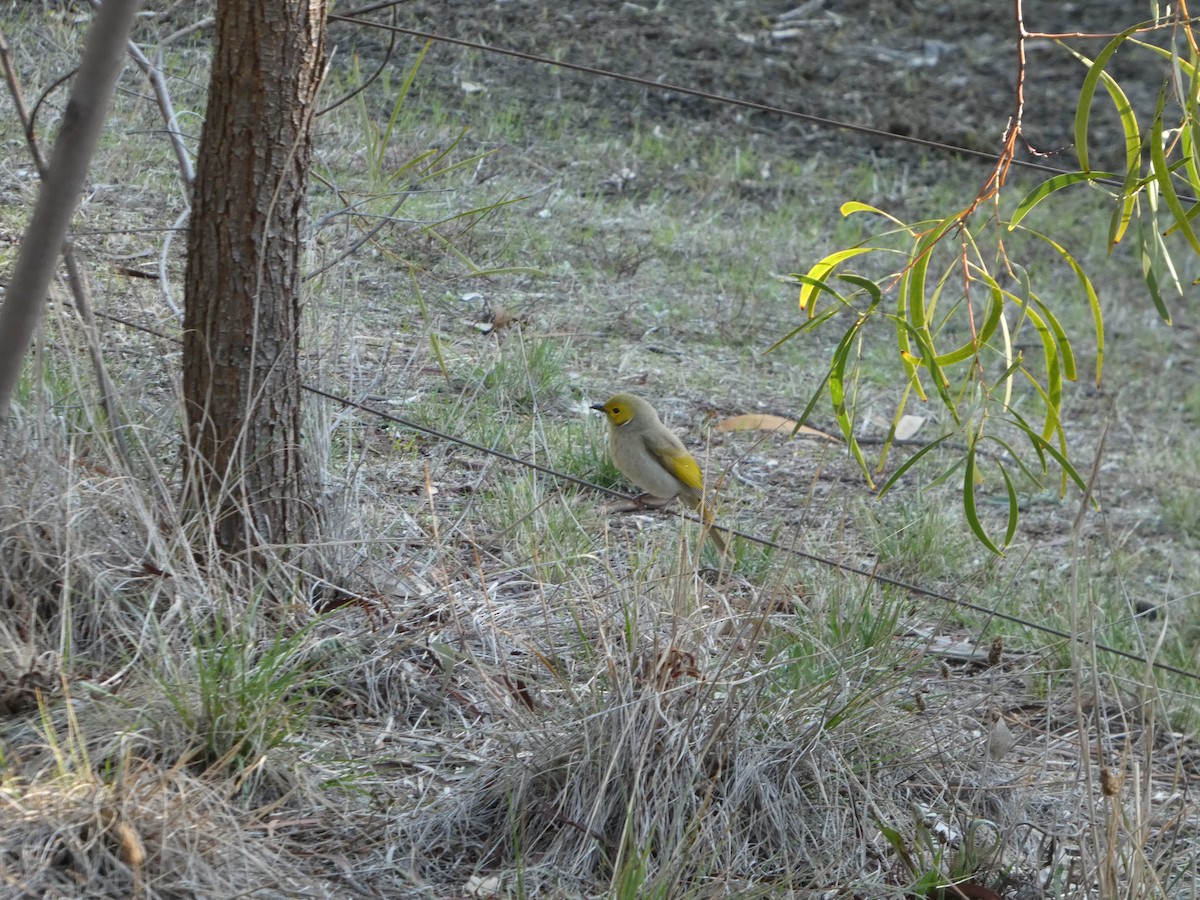 White-plumed Honeyeater - ML637910804