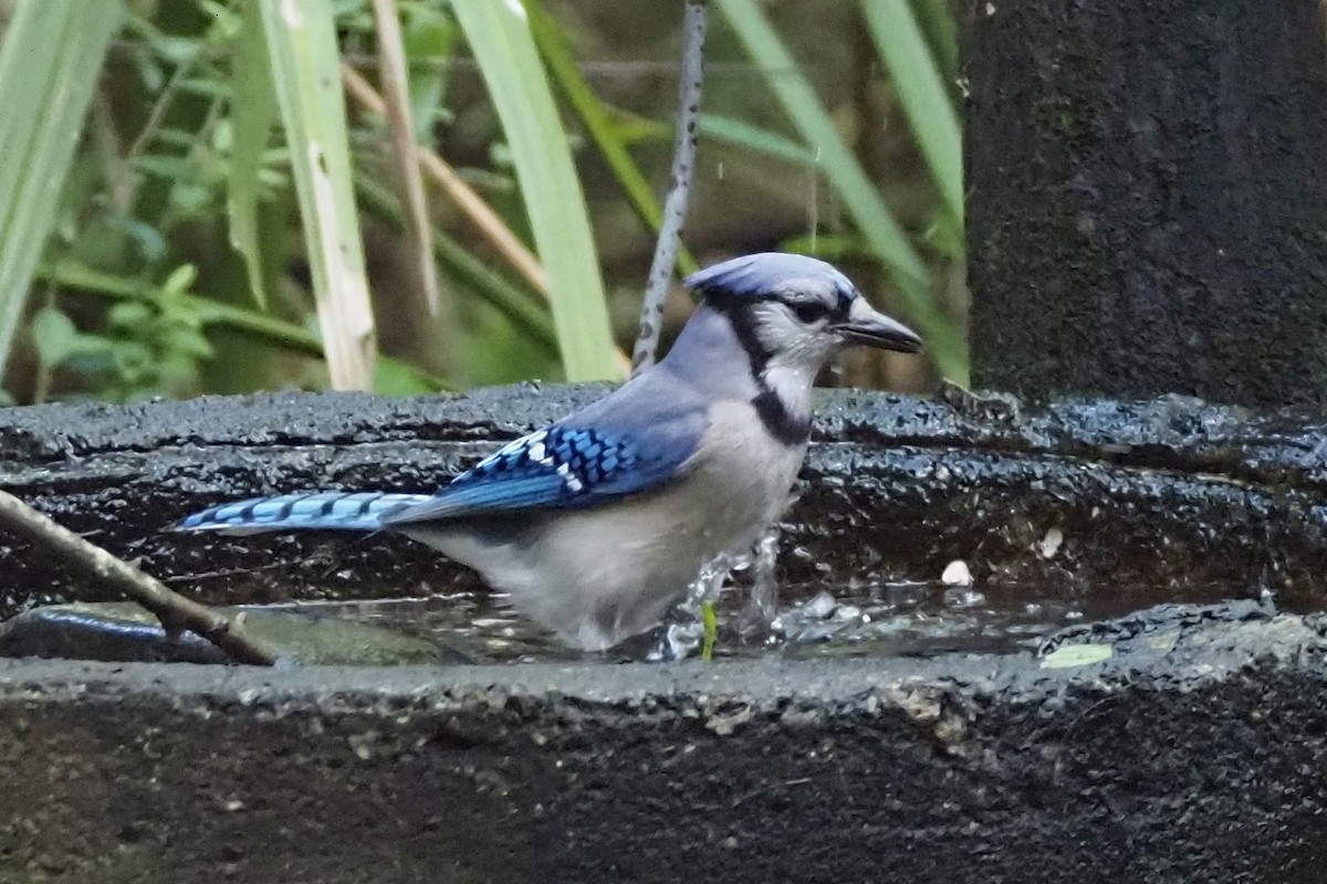 Blue Jay - ML637910812