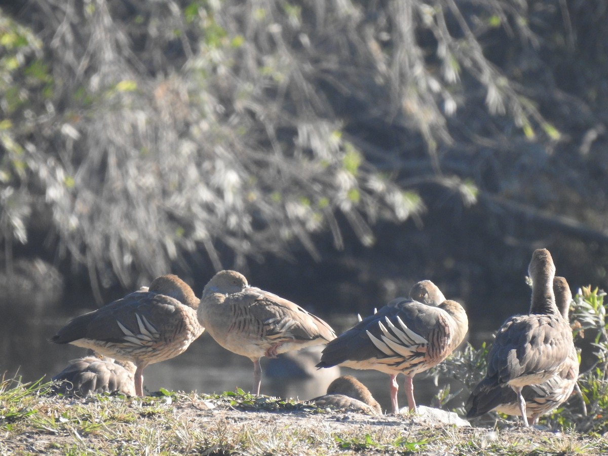 Plumed Whistling-Duck - ML637910816