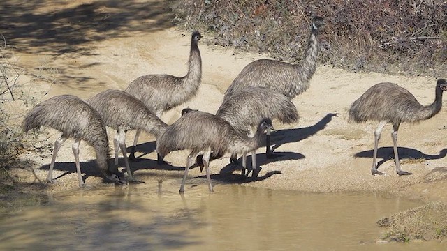 Emu - ML637910846