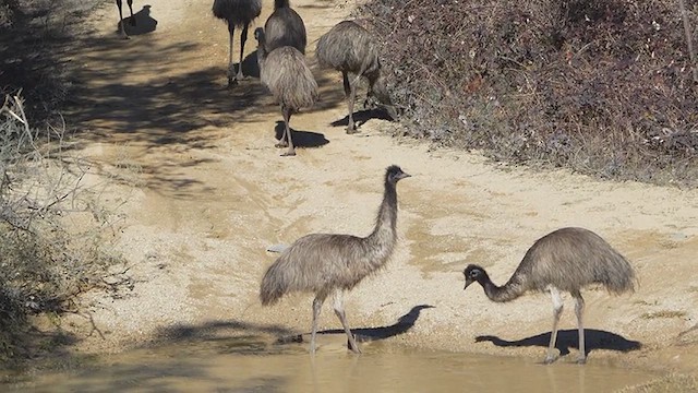Emu - ML637910847