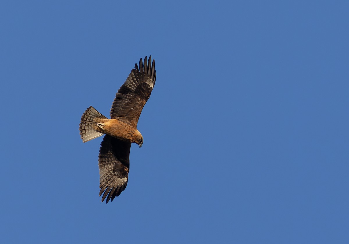 Little Eagle - ML637910850