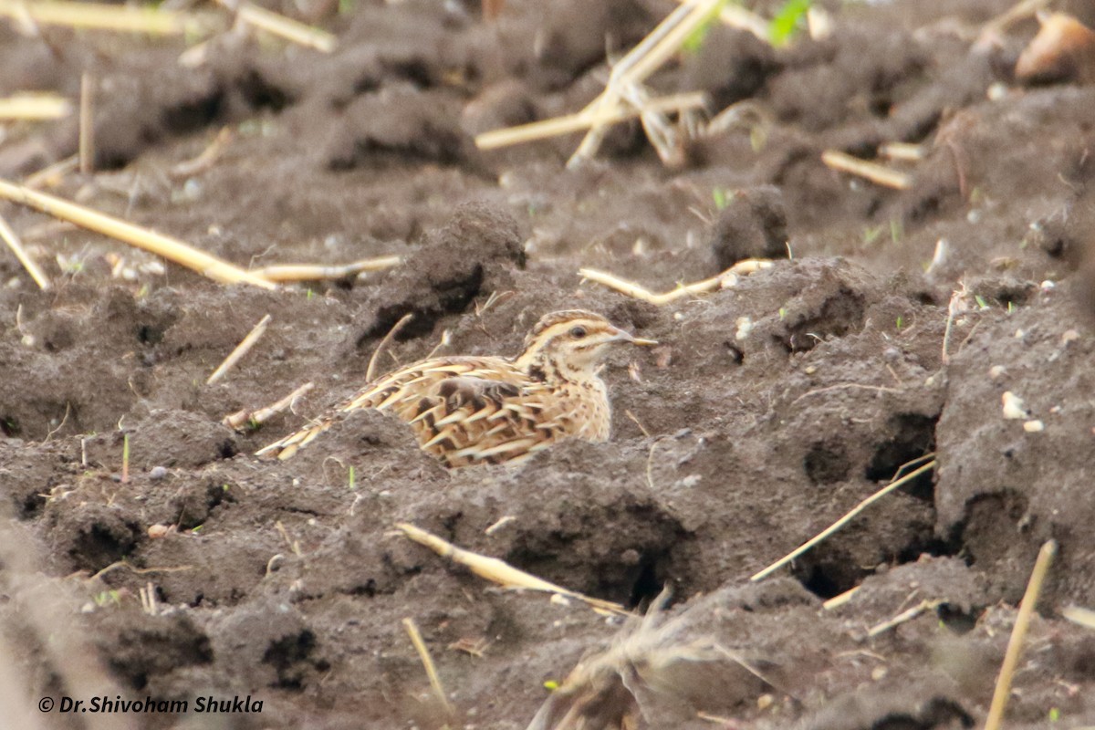 Rain Quail - ML637910879