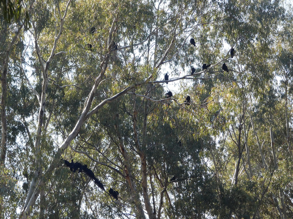 White-winged Chough - ML637910929