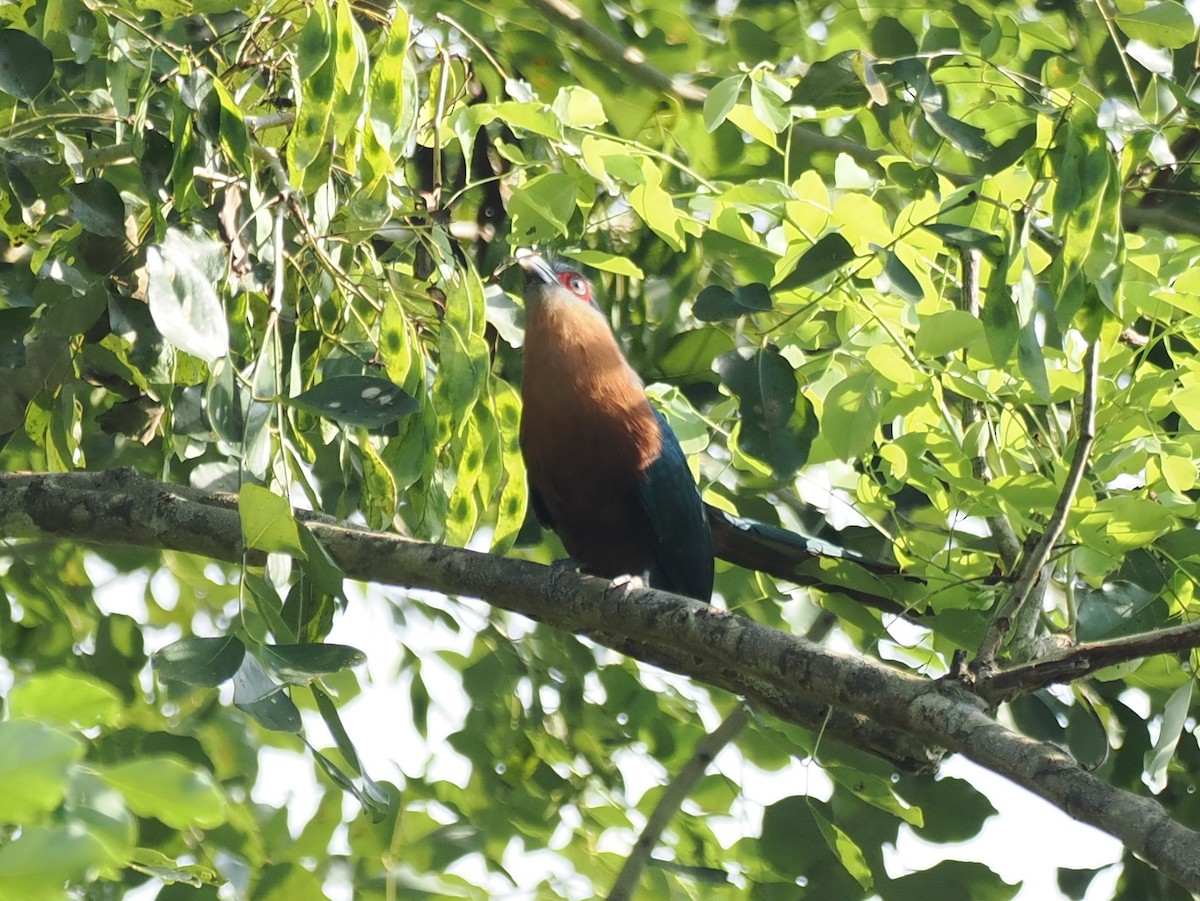 Chestnut-breasted Malkoha - ML637910961