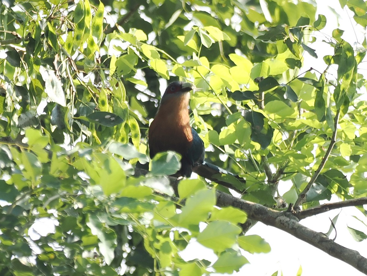 Chestnut-breasted Malkoha - ML637910962