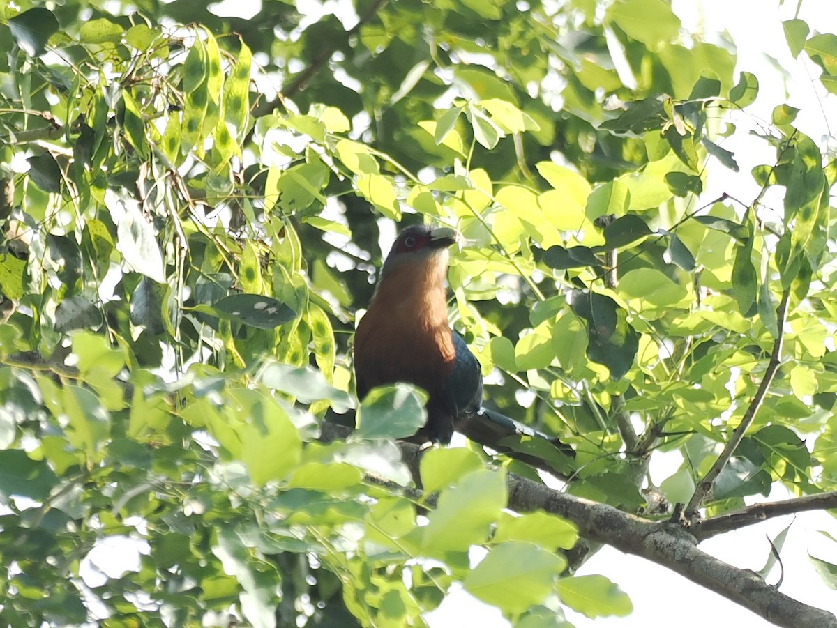 Chestnut-breasted Malkoha - ML637910963
