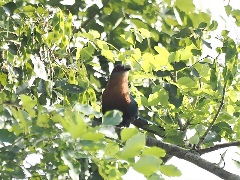 Chestnut-breasted Malkoha - ML637910964