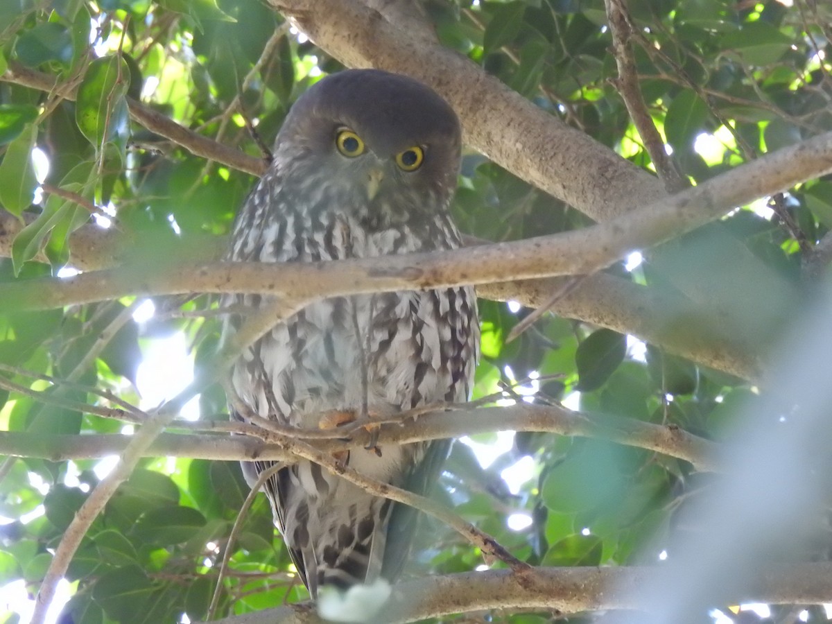 Barking Owl - ML637910971