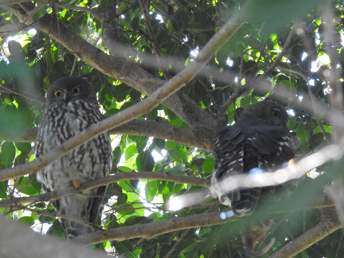 Barking Owl - ML637910972