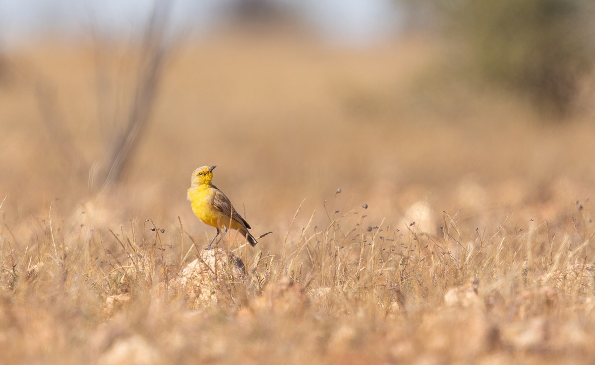 Gibberbird - ML637910996