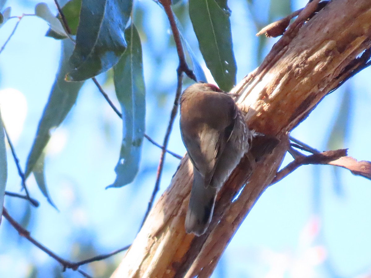 Red-browed Treecreeper - ML637911004