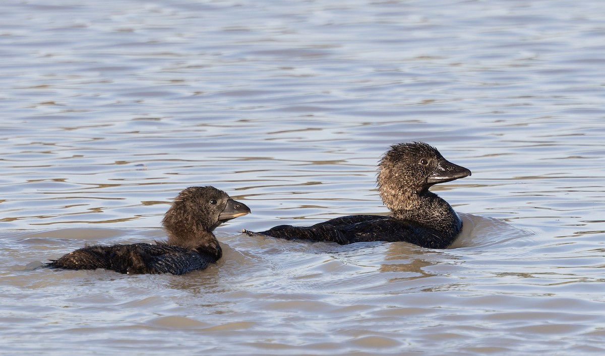 Musk Duck - ML637911023