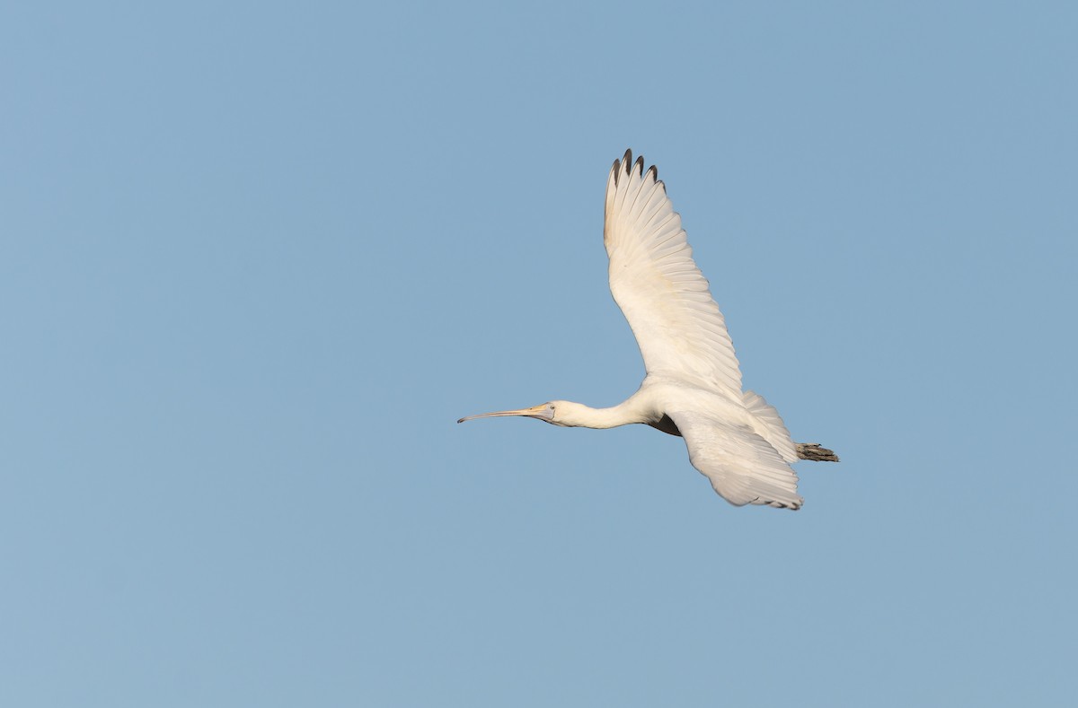 Yellow-billed Spoonbill - ML637911024