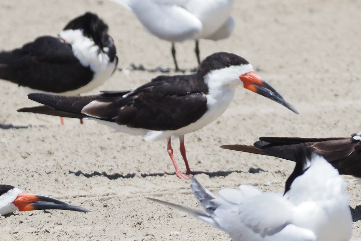 Black Skimmer - ML637911037