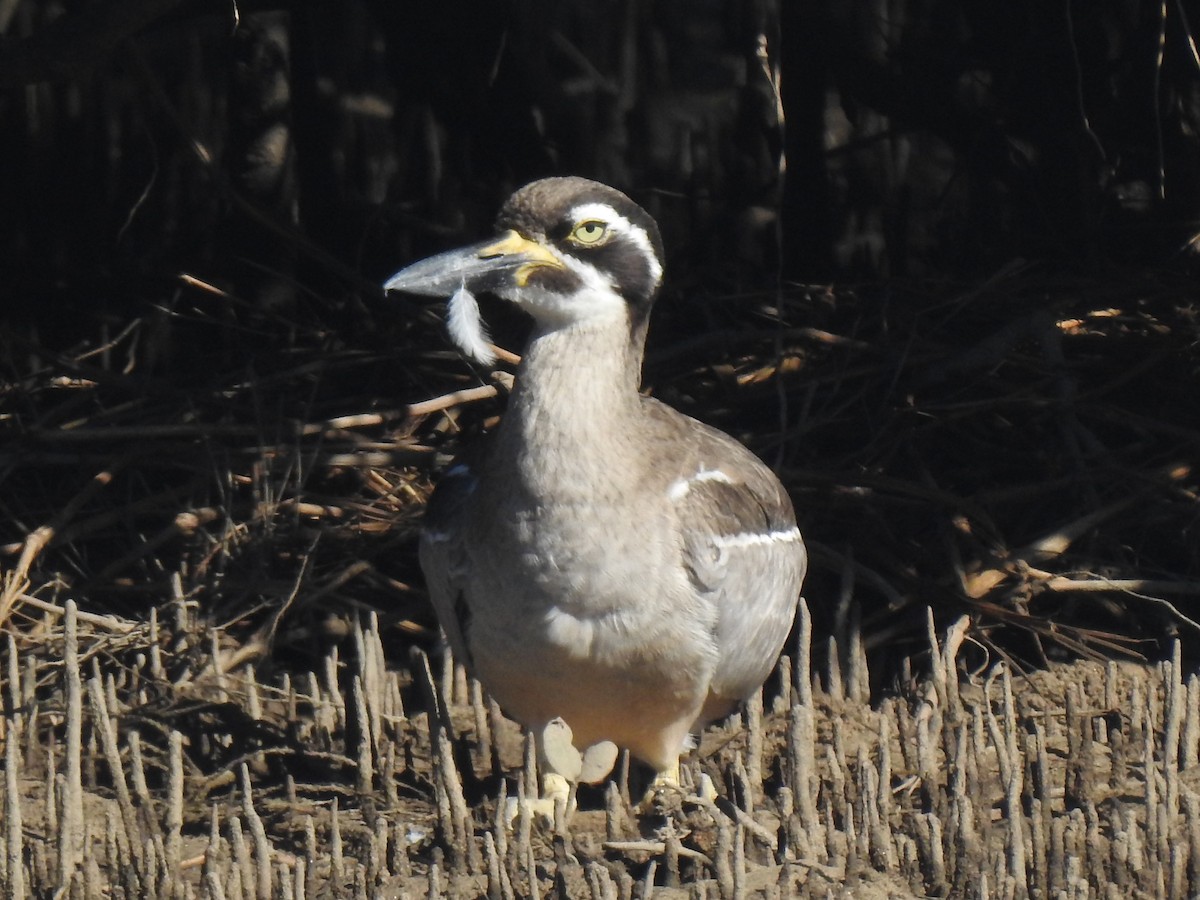 Beach Thick-knee - ML637911038