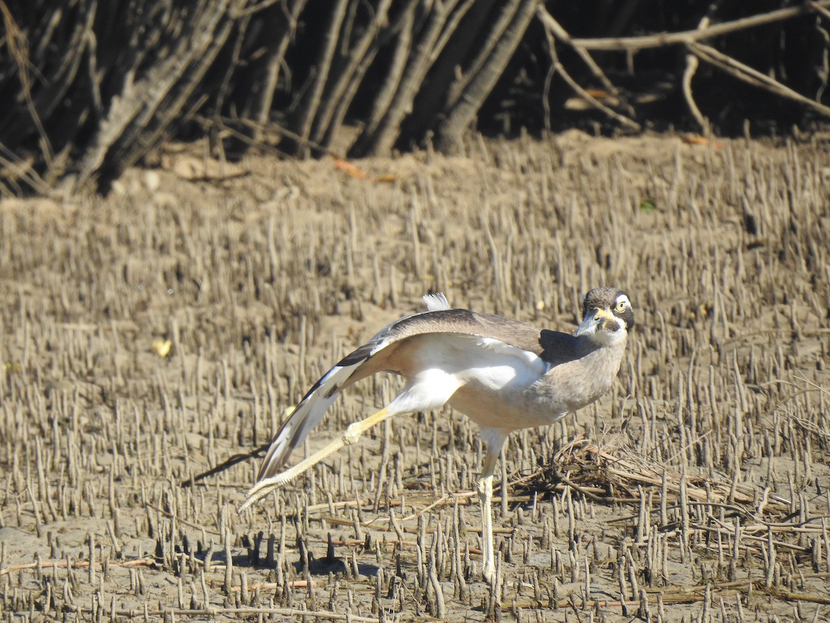 Beach Thick-knee - ML637911040