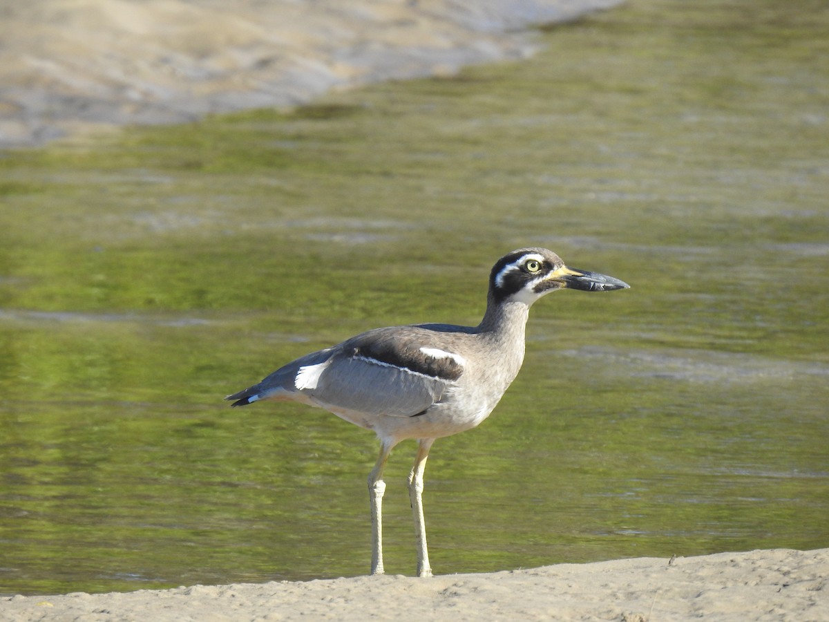 Beach Thick-knee - ML637911047