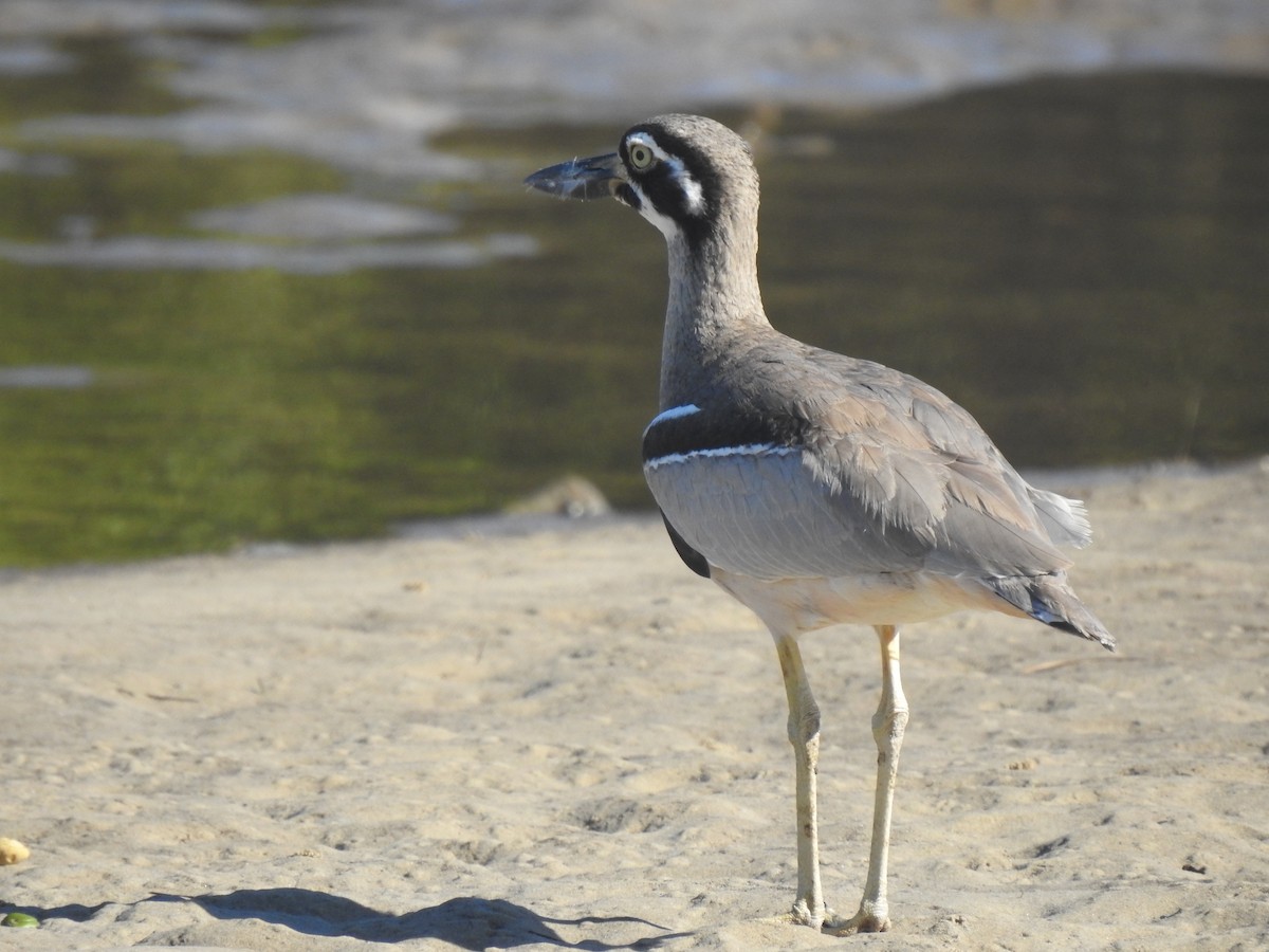 Beach Thick-knee - ML637911050