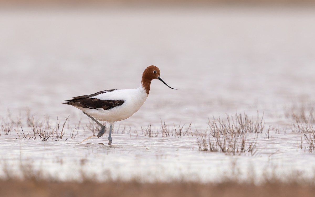 Red-necked Avocet - ML637911052
