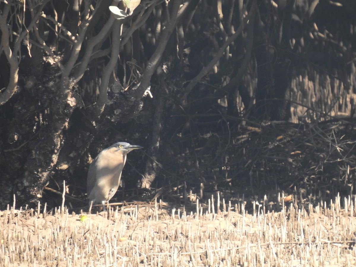 Striated Heron - ML637911056
