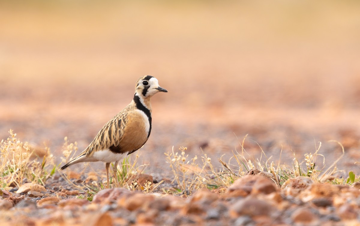 Inland Dotterel - ML637911065
