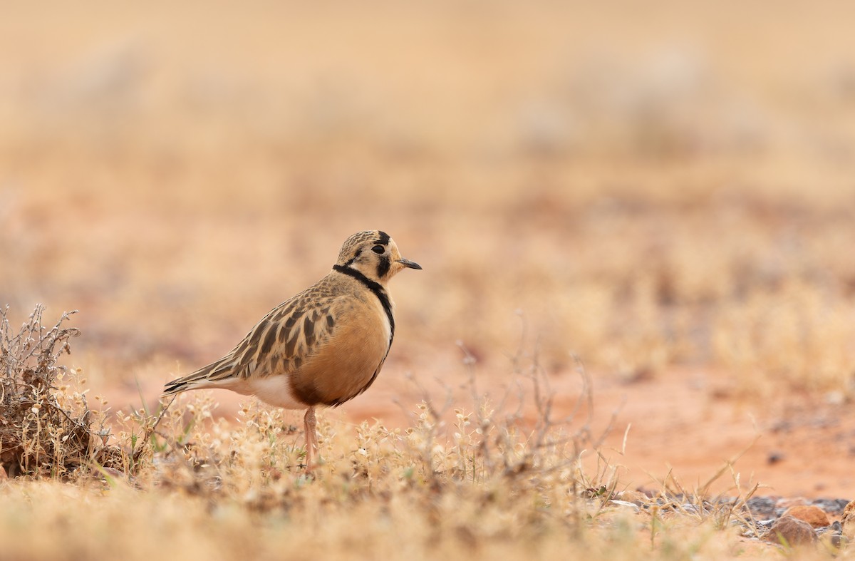 Inland Dotterel - ML637911068