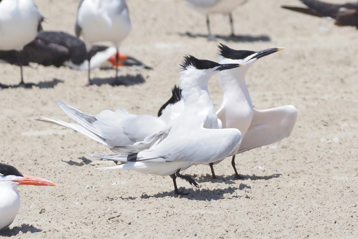 Sandwich Tern - ML637911099