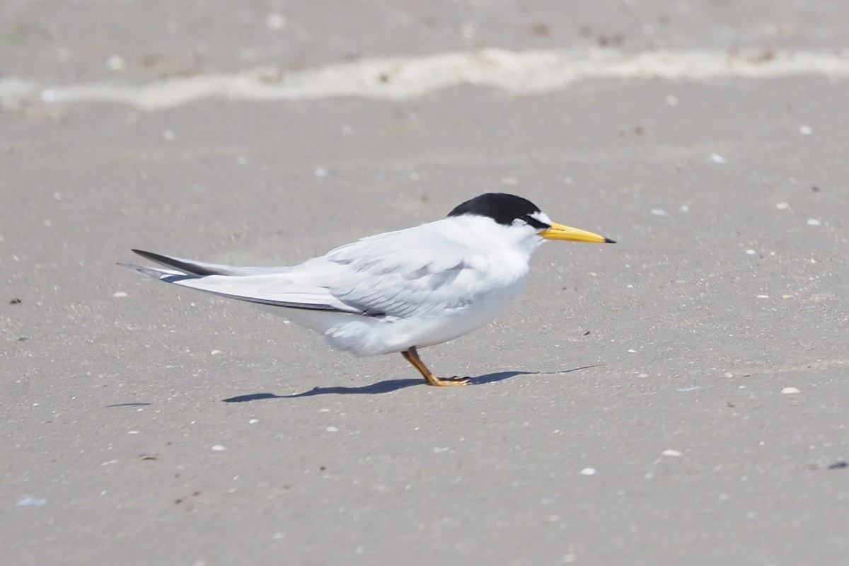 Least Tern - ML637911119
