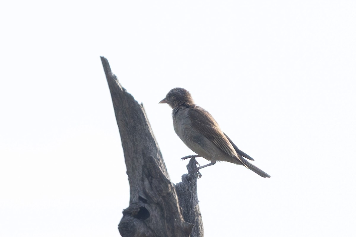 Yellow-throated Bush Sparrow - ML637911120