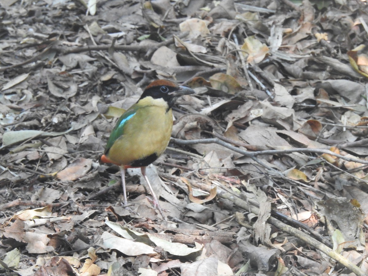 Noisy Pitta - ML637911127