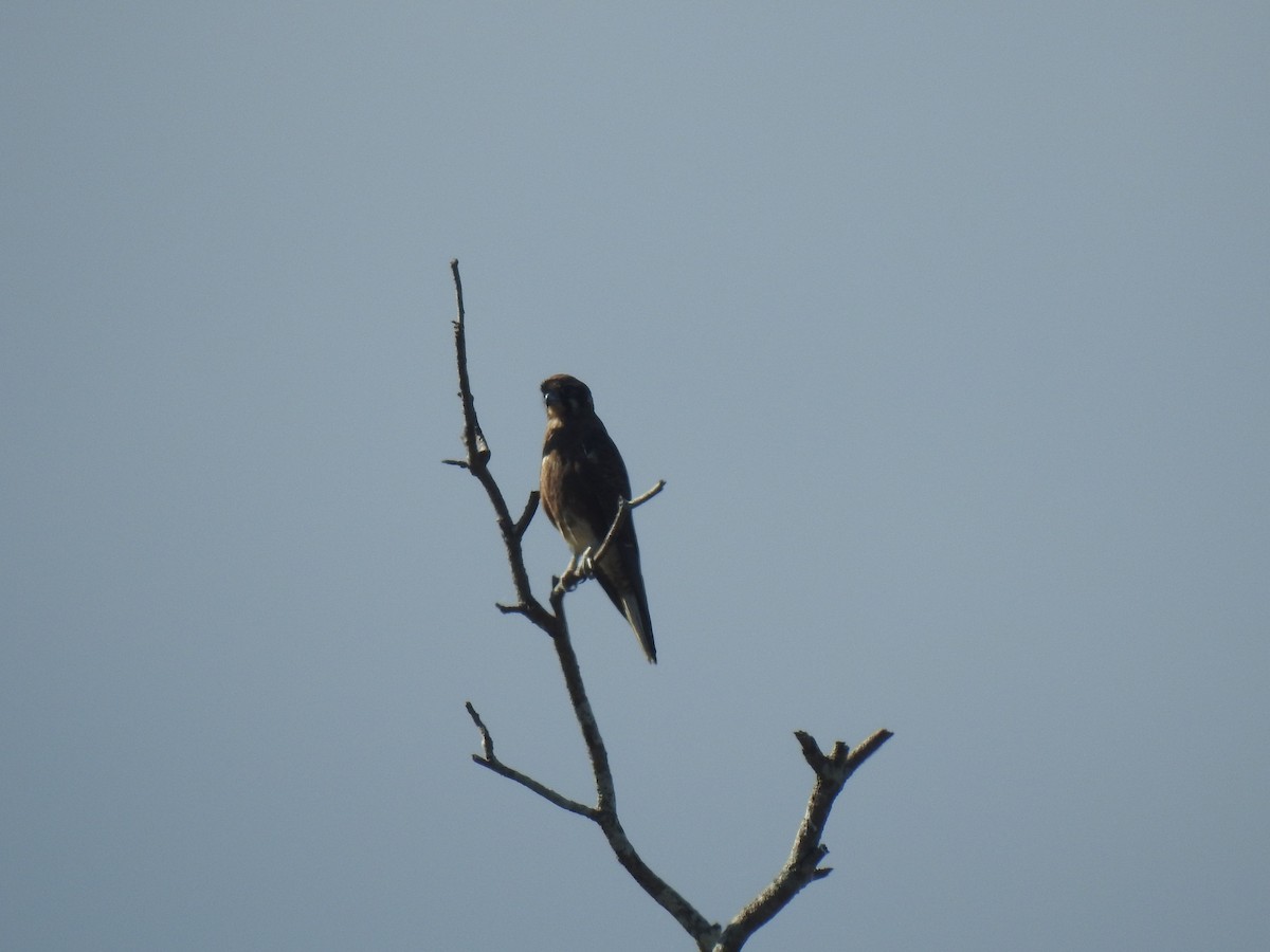 Brown Falcon - ML637911186
